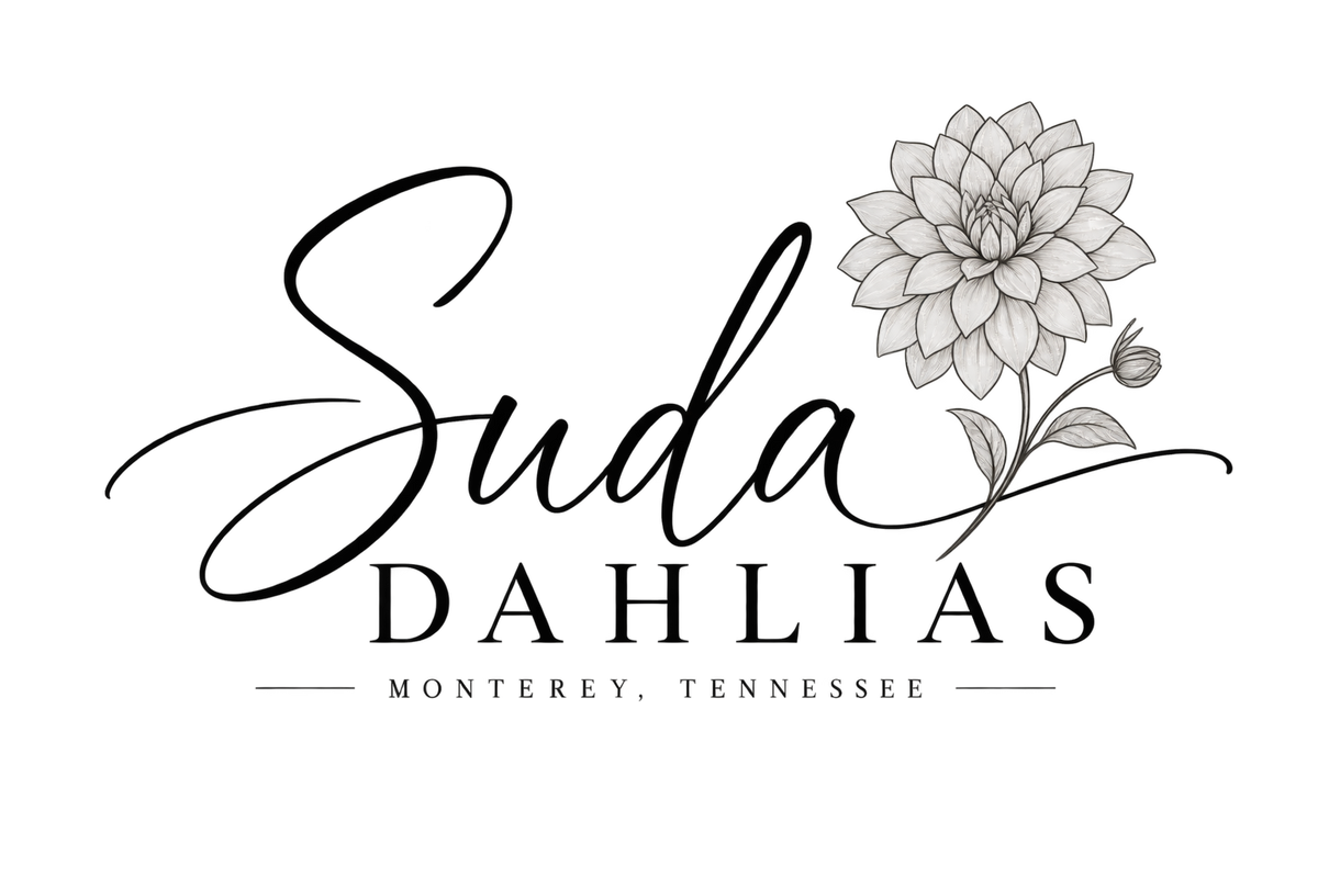 Suda Dahlias